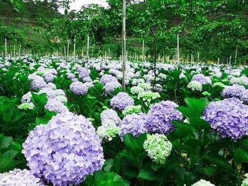 kham pha da lat xu so suong mu xu so mong mo 63981e912d6f1 - An Huy Booking