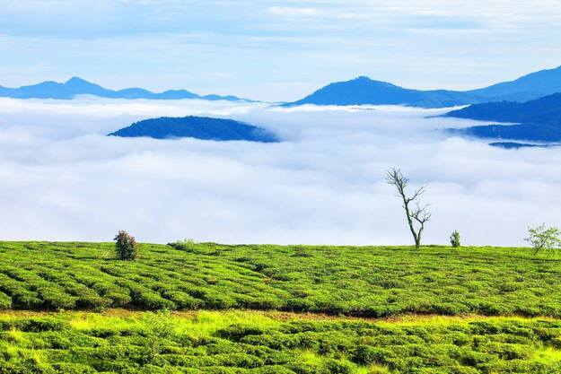 kham pha da lat xu so suong mu xu so mong mo 63981e92e87b2 - An Huy Booking