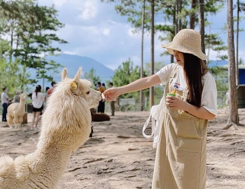 kham pha da lat xu so suong mu xu so mong mo 63981e94880cd - An Huy Booking