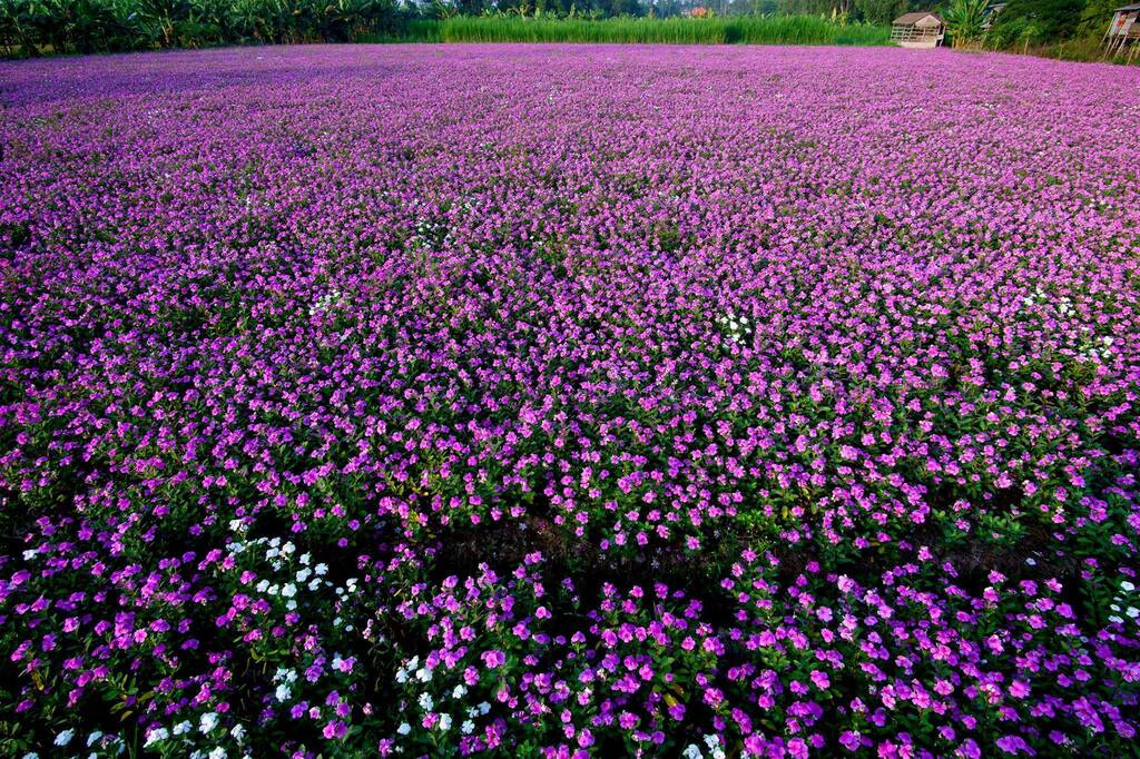 kham pha da lat xu so suong mu xu so mong mo 63981e98d4b34 - An Huy Booking