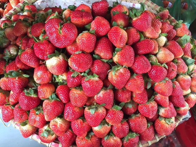 kham pha da lat xu so suong mu xu so mong mo 63981e9f7591f - An Huy Booking